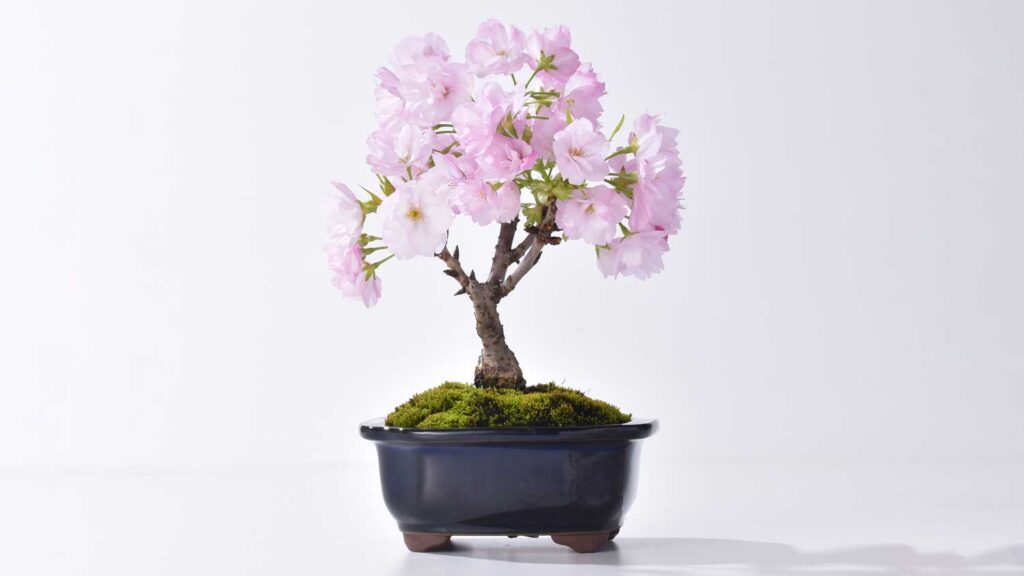 撮影実績】盆栽-桜- bonsai cherry blossom|オブジェクトVR撮影 撮影実績】盆栽-桜- bonsai cherry blossom|オブジェクトVR撮影