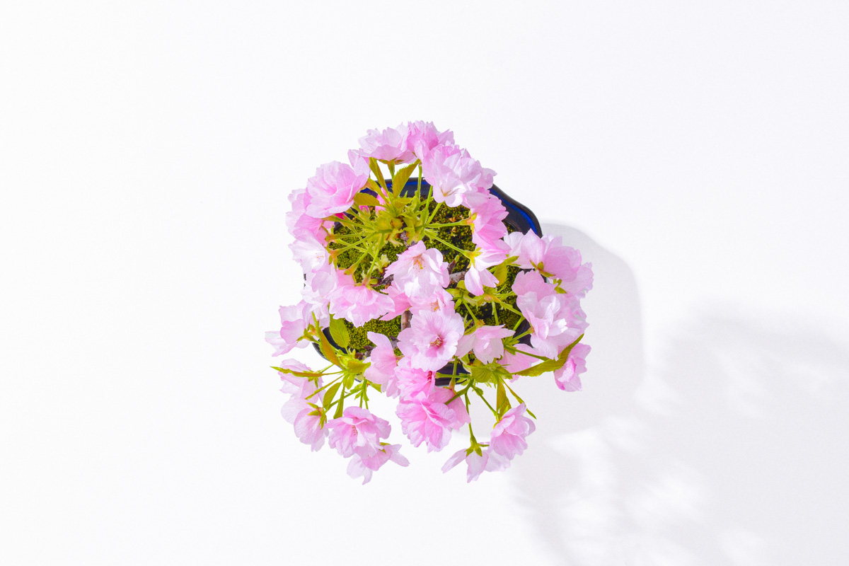 真上からの桜