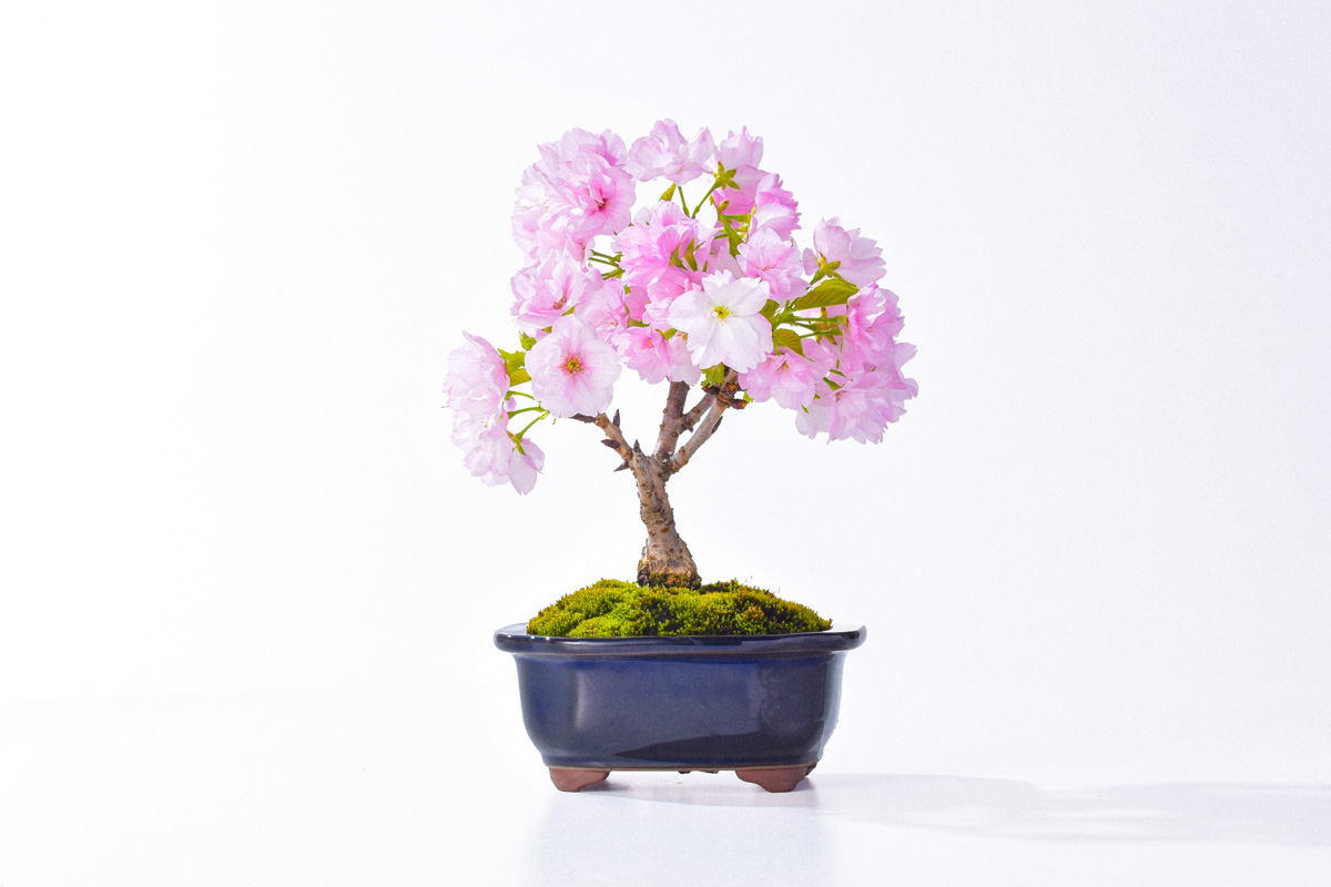 桜_正面