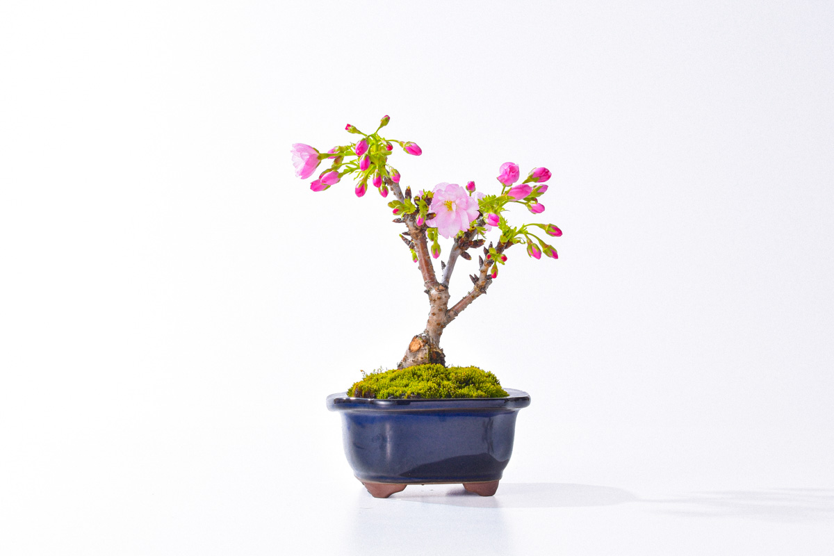 咲き始め桜
