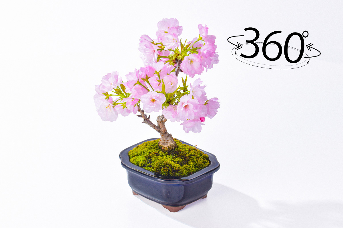 桜_360ロゴ付き